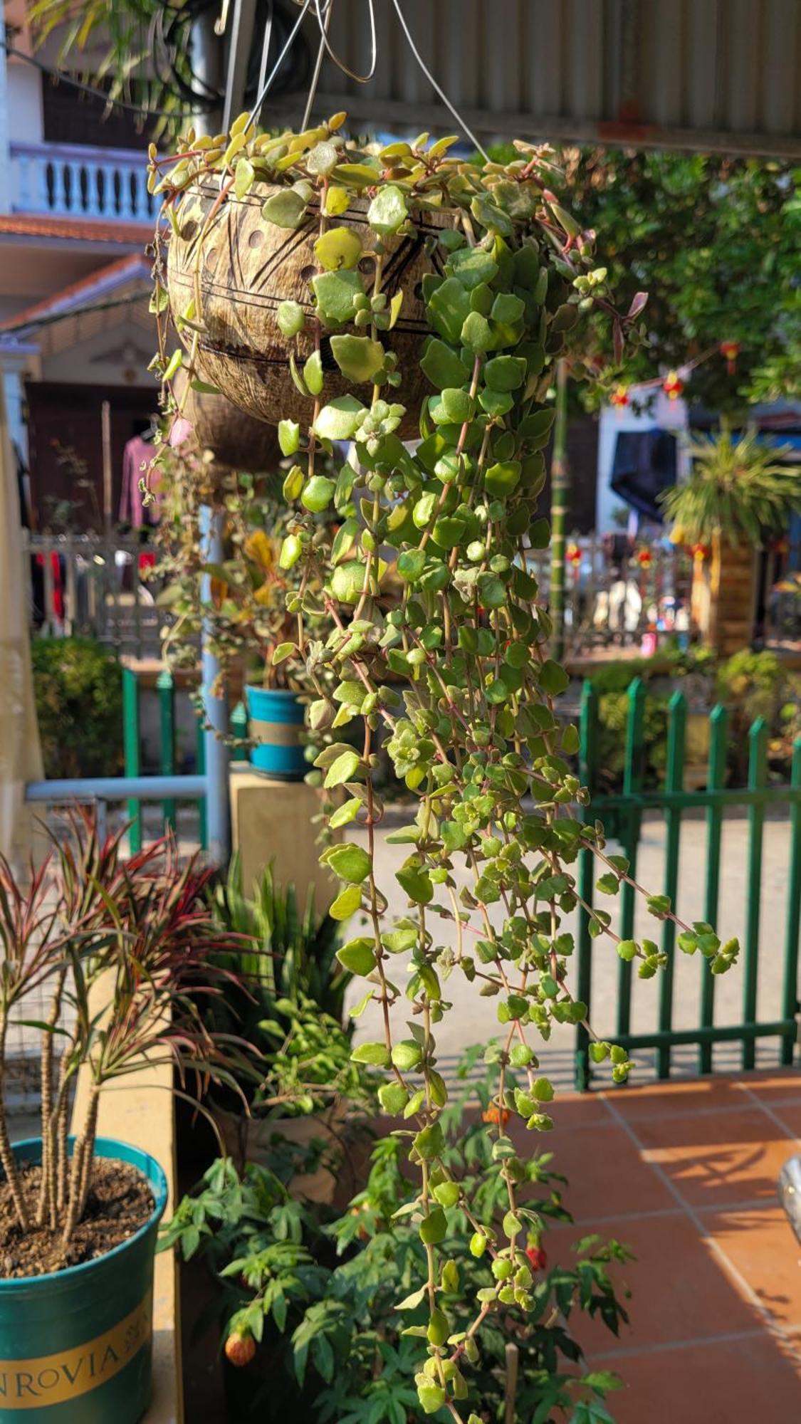 Hotel Tiny Garden House Cat Ba Chan Chau Exterior foto